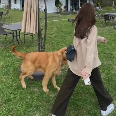 当猪起飞